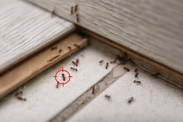 Best Flea Control Services  in Country Clu, MO