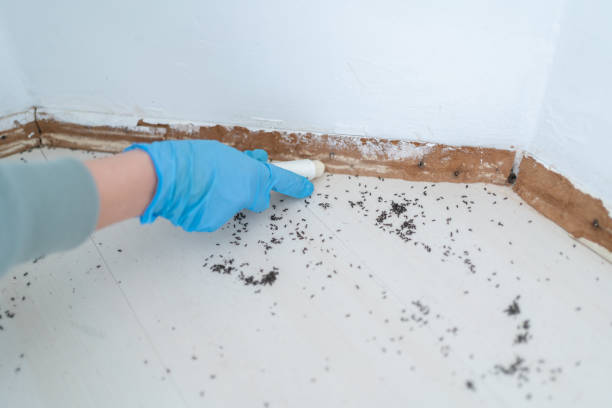 Best Emergency Pest Control  in Country Clu, MO